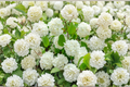 Popcorn Viburnum Live Plant 1 Gallon – Viburnum plicatum f. plicatum ‘Popcorn’