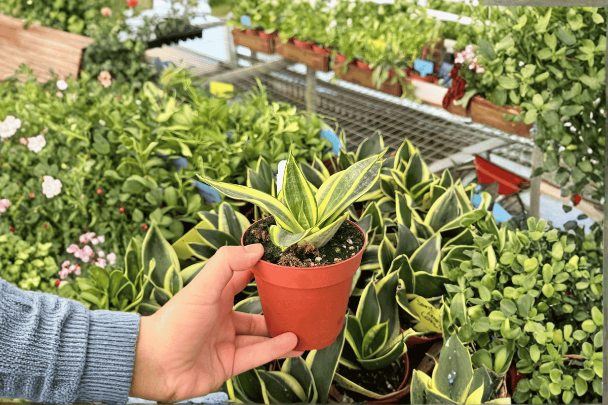 Sansevieria Golden Hahnii - 2 Live Plants in 4-Inch Pots | Dracaena trifasciata