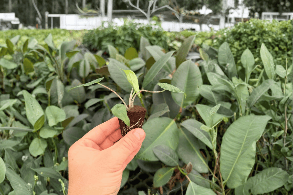 Alocasia Metallic Blue - 2 Live Starter Plants (Unrooted) Soil Pod
