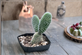 White Bunny Ears Cactus Opuntia - 2" Rooted Cactus in Pot