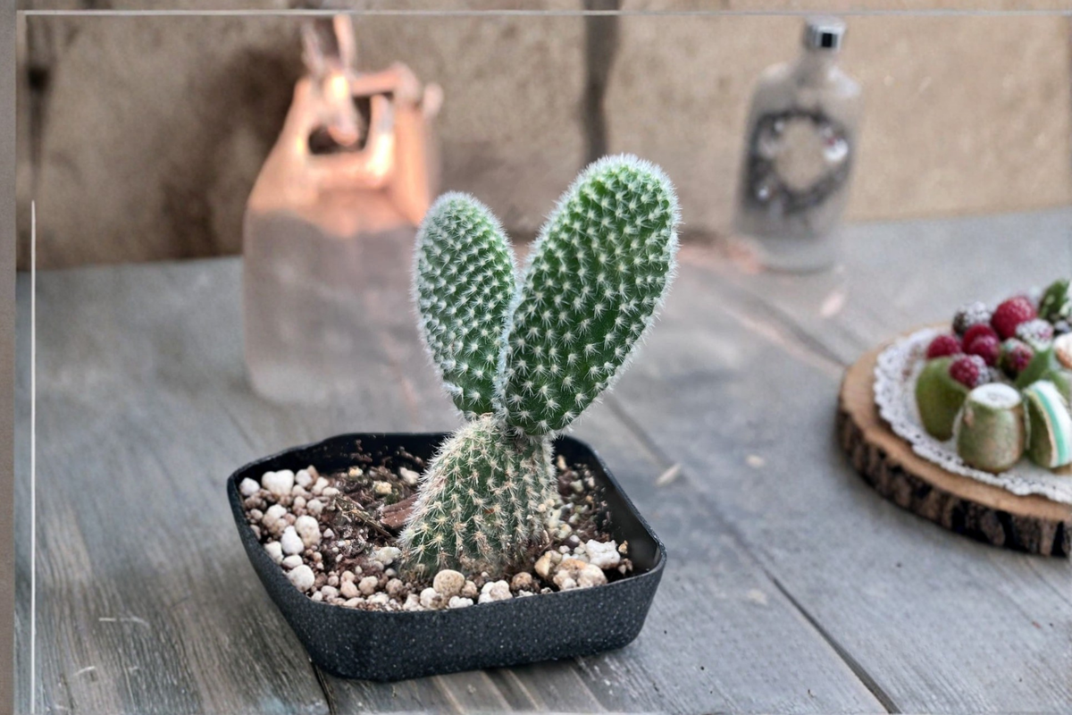 White Bunny Ears Cactus Opuntia - 2" Rooted Cactus in Pot