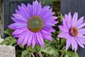 Purple Sunflower Seeds - Exotic Helianthus annuus 10 Seeds | Outdoor Ornamental Flower