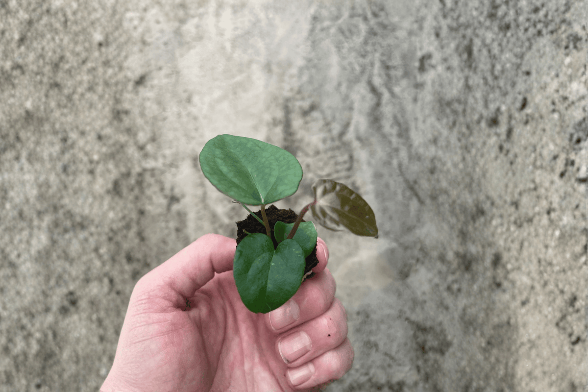 Anthurium Ace of Spades × Papillilaminum Starter Plants (2) – Bare Root Hybrid