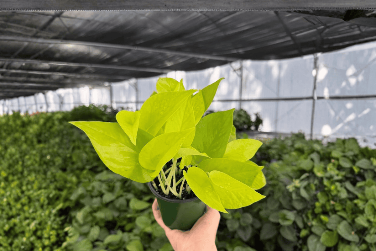 Neon Pothos Epipremnum aureum ‘Neon’ – 2 Live Plants in 4-Inch Pots
