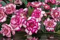 Pink Lady Rose Seeds - 20 Seed Pack for Ornamental Garden Planting