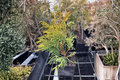 Golden Whorl Hinoki Cypress Live Plant - Chamaecyparis obtusa ‘Golden Whorl’ 4-Inch Pot