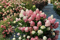 Quick Fire Fab Hydrangea 4" Live Plant – Panicle Hydrangea in Pot