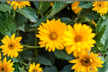 Sunstruck False Sunflower Heliopsis helianthoides 'Sunstruck' - 3 Rooted Starter Plants in 1 Qt Containers