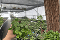 Hoya Mathilde Splash - 2 Live Plants in 4-Inch Pots