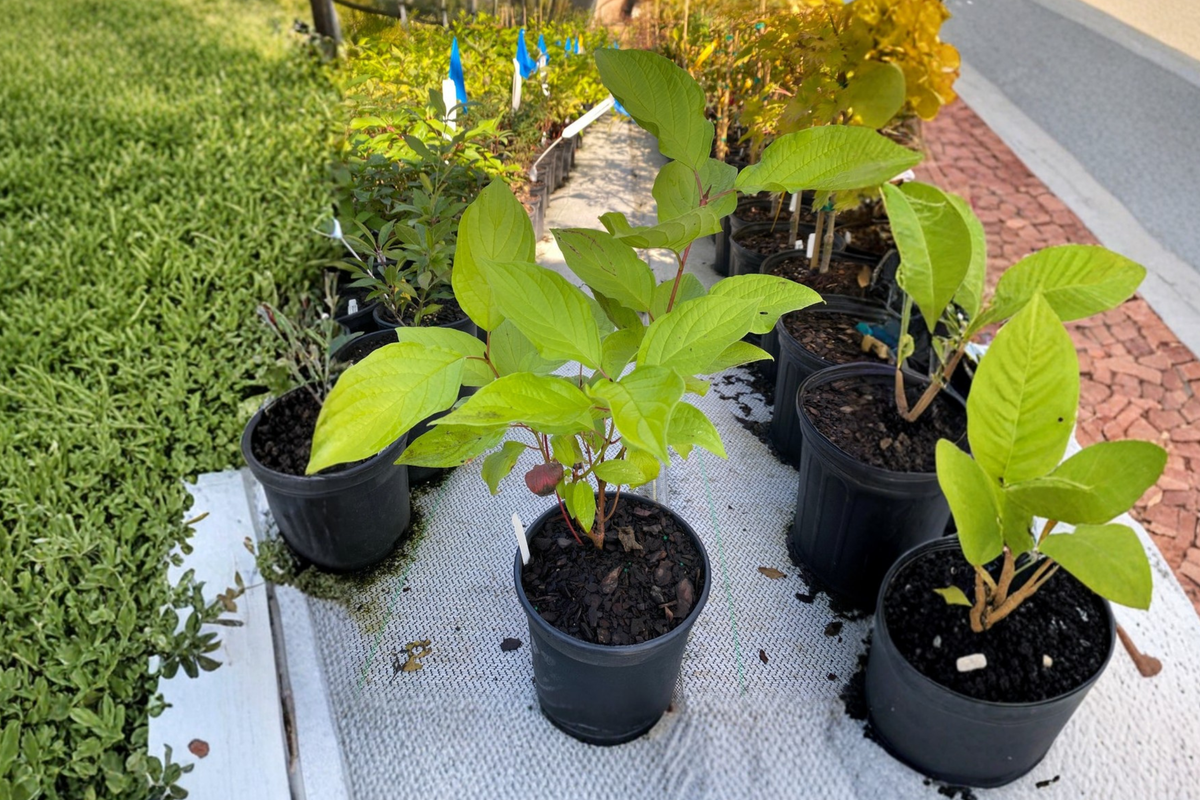 Prairie Fire Red Twig Dogwood Live Plant 1 Gallon Pot - Cornus alba ‘Prairie Fire’