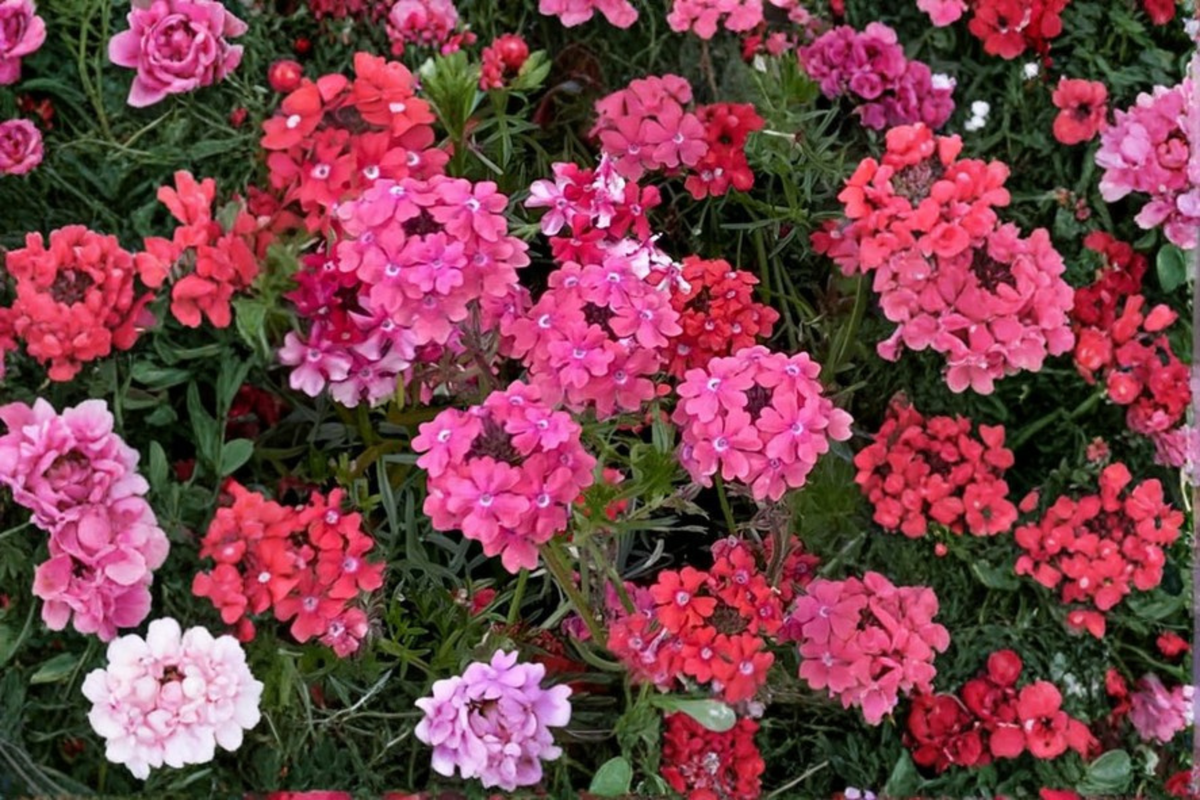 Sweetheart Kisses Moss Verbena Live Plant – 4-Inch Pot (Verbena tenuisecta 'Sweetheart Kisses')