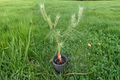 Dragon’s Eye Pine Pinus densiflora ‘Oculus Draconis’ 12" Live Plant in 1 Gal Pot