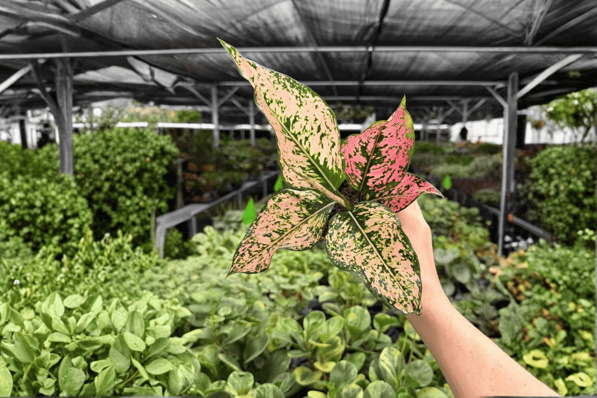 Aglaonema Light Pink Triphet - Exact Live Plant in 4-Inch Pot