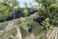 Ginkgo ‘Chi-Chi’ Live Plant - 6 Inch Grafted Dwarf Ginkgo biloba | Ready to Plant