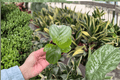 Calathea Orbifolia Goeppertia orbifolia - 2 Live Starter Plants in 2-Inch Format (Soil Pod), 2-Pack