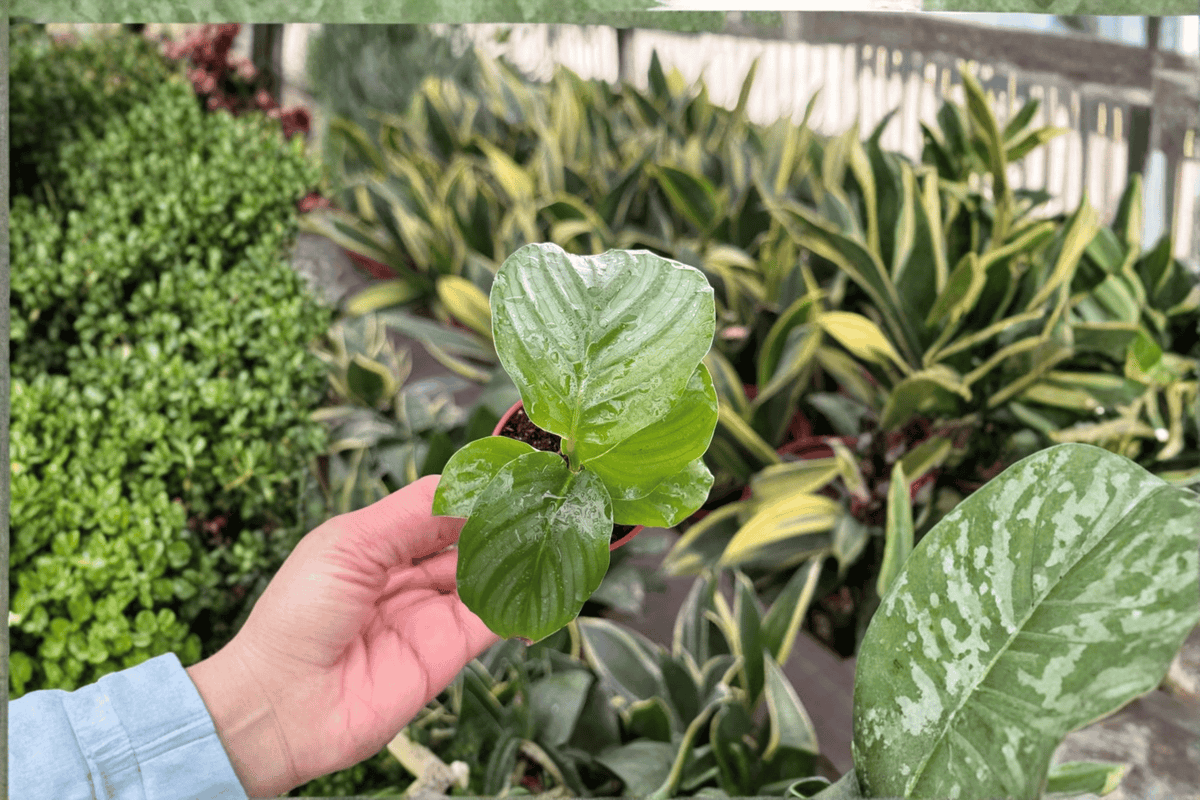 Calathea Orbifolia Goeppertia orbifolia - 2 Live Starter Plants in 2-Inch Format (Soil Pod), 2-Pack