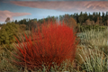 Red Twig Dogwood Cardinal Cornus sericea Cardinal - 4" Pot