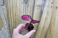 Calathea Crimson Starter Plants (Goeppertia picturata ‘Crimson’) – Bare Root, 2 Live Plants