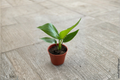 Bird of Paradise Live Plant – 4 Inch Pot, Fully Rooted Strelitzia Indoor Houseplant