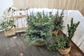 Tigertail Spruce Howell’s Dwarf 12" Live Plant - Picea bicolor in 1 Gallon Pot