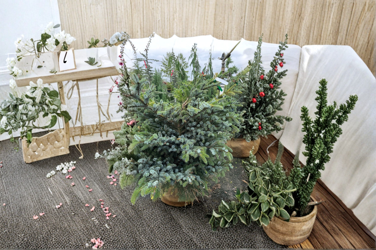 Tigertail Spruce Howell’s Dwarf 12" Live Plant - Picea bicolor in 1 Gallon Pot