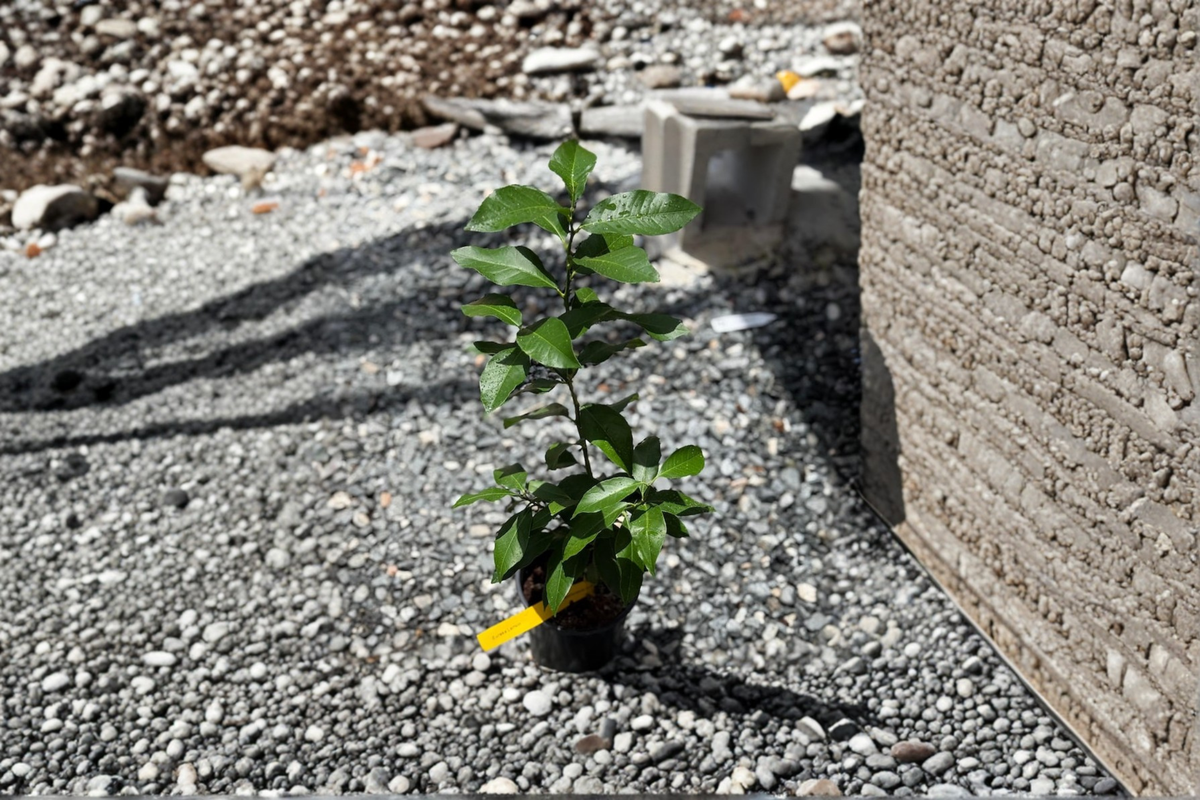 Grafted Lemon Tree Live Plant – Citrus Limon in 5-Inch Pot