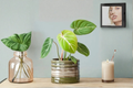 Philodendron Gloriosum Starter Plant / Rooted Cutting | Velvet Leaves, White Veining
