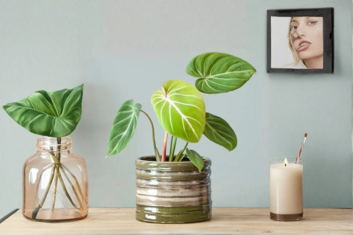 Philodendron Gloriosum Starter Plant / Rooted Cutting | Velvet Leaves, White Veining
