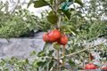 Barbados Cherry Tree Live Plant Florida Sweet 2-Gallon Acerola Cherry Tropical Fruit Tree