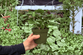 Hoya Pubera Live Plants - 2 Exact Plants in 4-Inch Pots