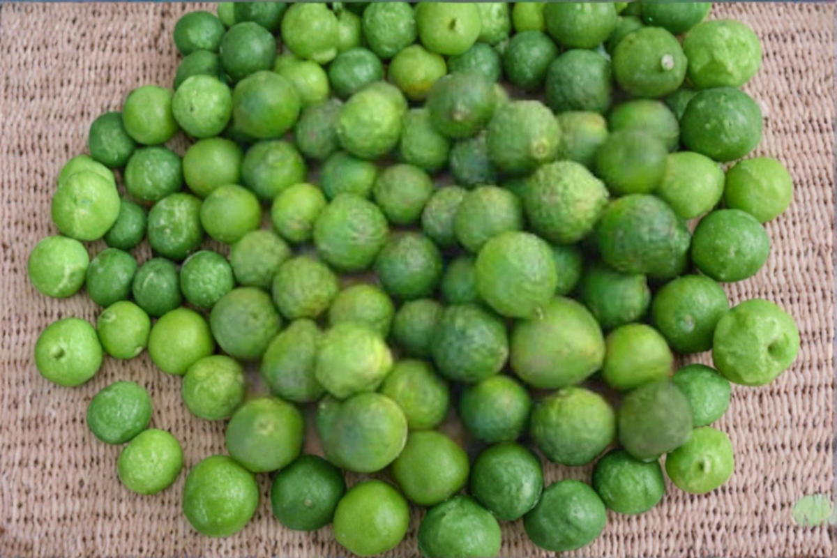 Makrut Lime Seeds (Kaffir) - 5 Fresh Citrus Seeds for Indoor or Outdoor Growing