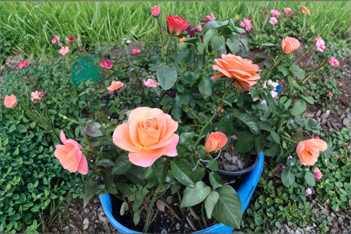New Year Grandiflora Rose Plant 5 Gal – Orange Blooming Live Rose Bush