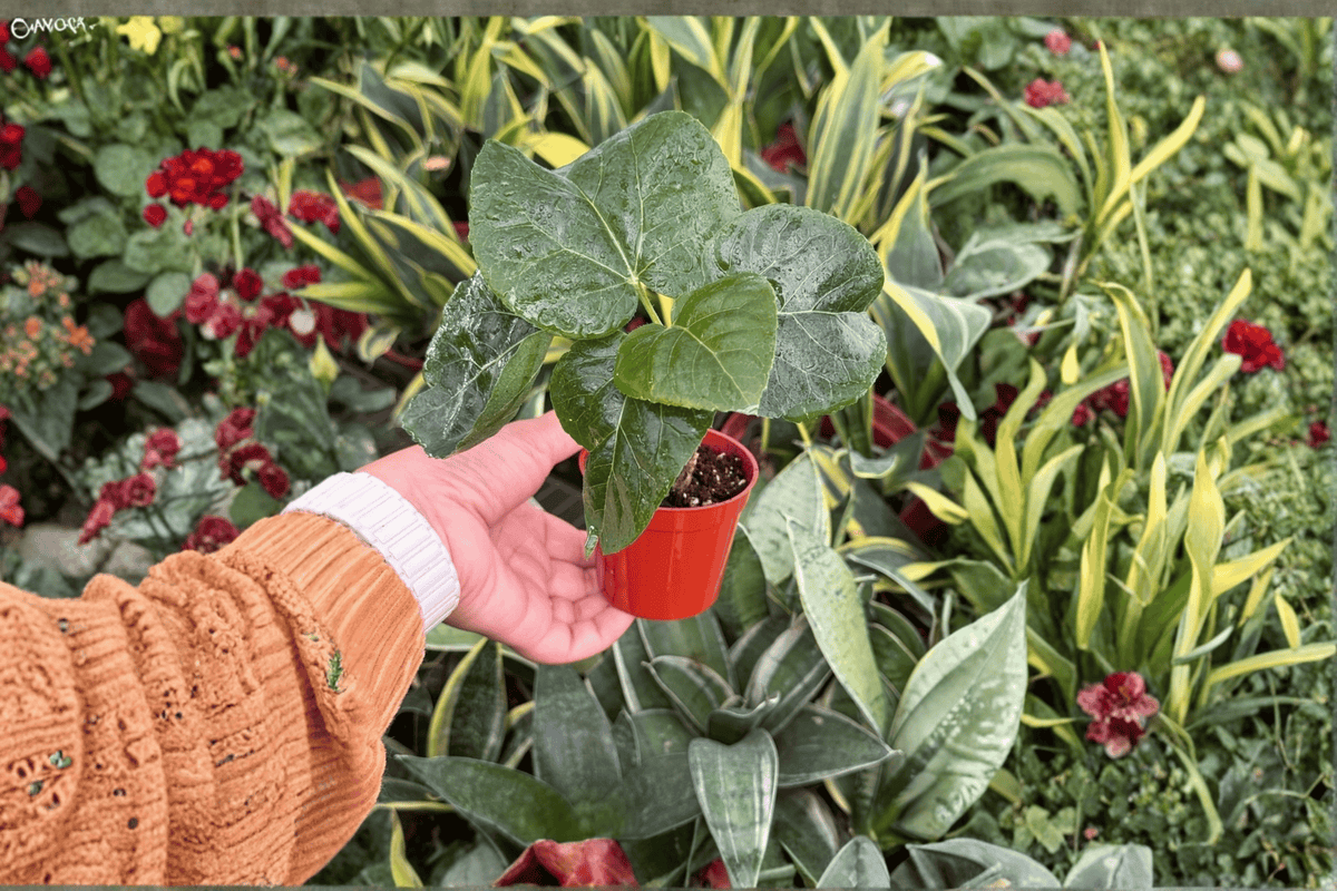 Sugar Kisses Hibiscus Starter Plants (2-in) – 2 Live Starter Plants