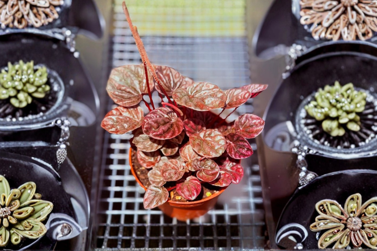 Peperomia Schumi Red Live Plant - Starter Cutting / Rooted Plant