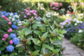 Chocolate Mint Live Plants (Mentha × piperita 'Chocolate') – 2 Organic Rooted Cuttings, 7–9" Tall, Shipped Without Pot