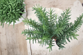 Salem Rosemary Live Plant - Rooted Herb, Salvia rosmarinus, Perennial, Shipped Without Pot