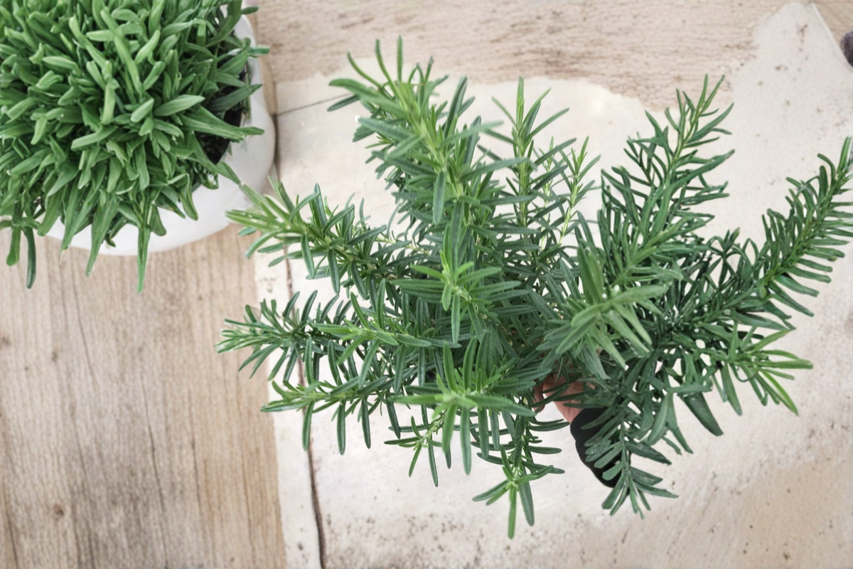 Salem Rosemary Live Plant - Rooted Herb, Salvia rosmarinus, Perennial, Shipped Without Pot