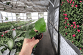 Sweet Persuasion Hibiscus Live Starter Plant (Hibiscus rosa-sinensis) — 2-Inch Cultivation Size, Bare Root