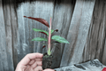 Goeppertia sanguinea (Calathea Sanguinea) - 2 Live Starter Plants, 2-Inch Pots