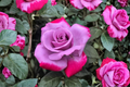 Purple Red Rose Seeds - 20 Seed Pack, Rare Two-Tone Flowering Rose Variety
