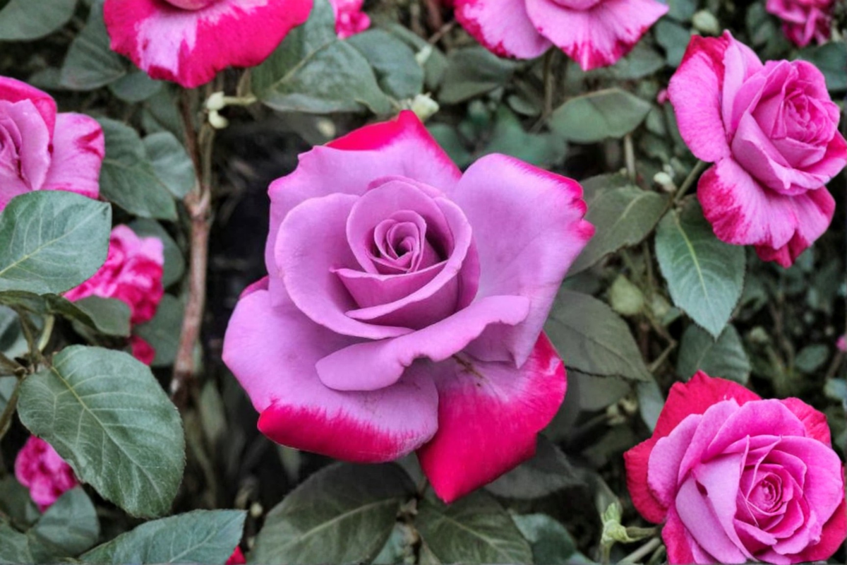 Purple Red Rose Seeds - 20 Seed Pack, Rare Two-Tone Flowering Rose Variety