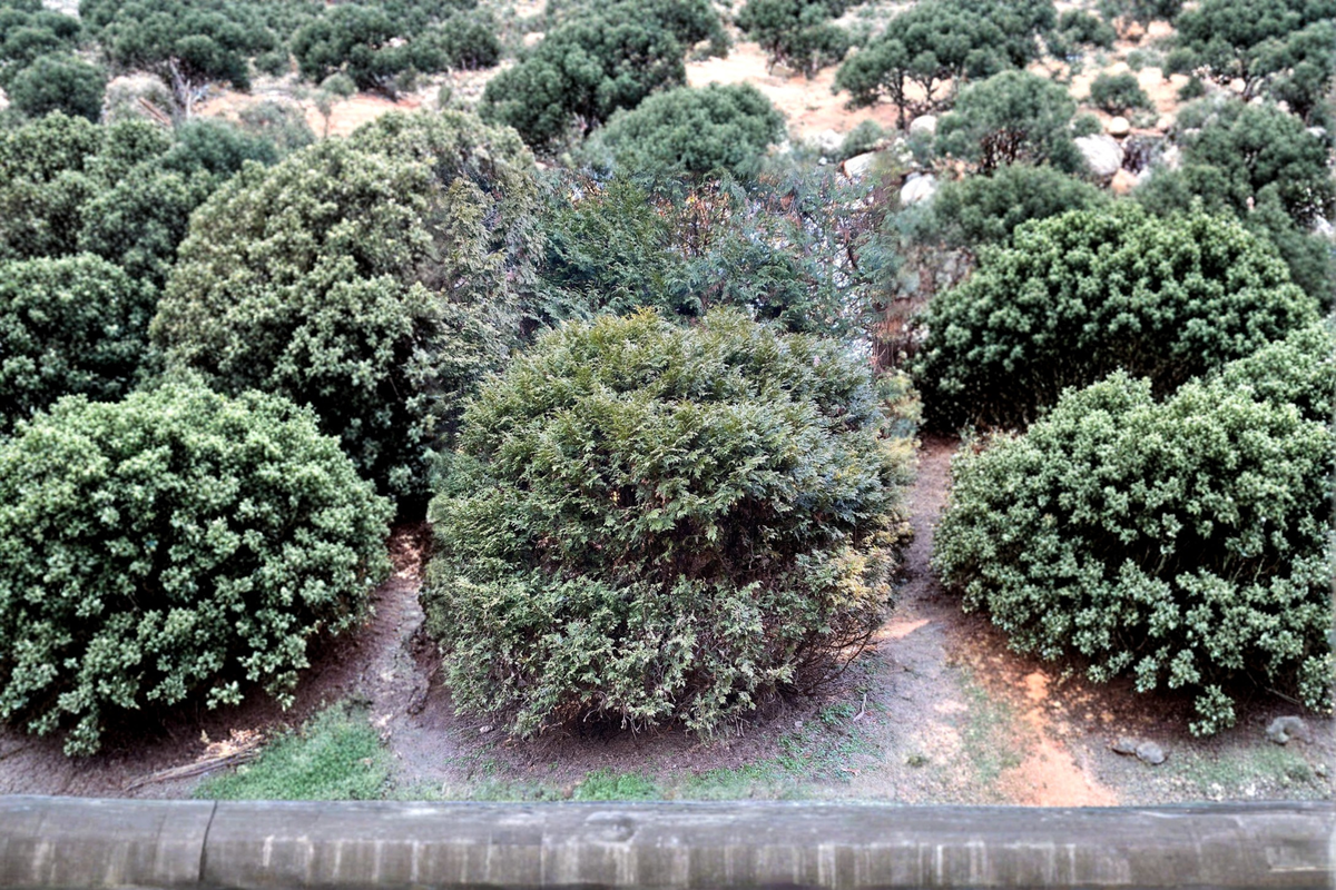 Canadian Green Arborvitae Thuja occidentalis (Canadian Green) - Quart Pot Live Evergreen Shrub