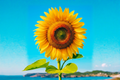 Giant Sunflower Seeds - 10 Pack | Ornamental Sunflowers for Outdoor Garden