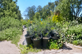Arbequina Olive Tree Live Plant - 1 Gallon Evergreen Olive Tree for Patio, Bonsai