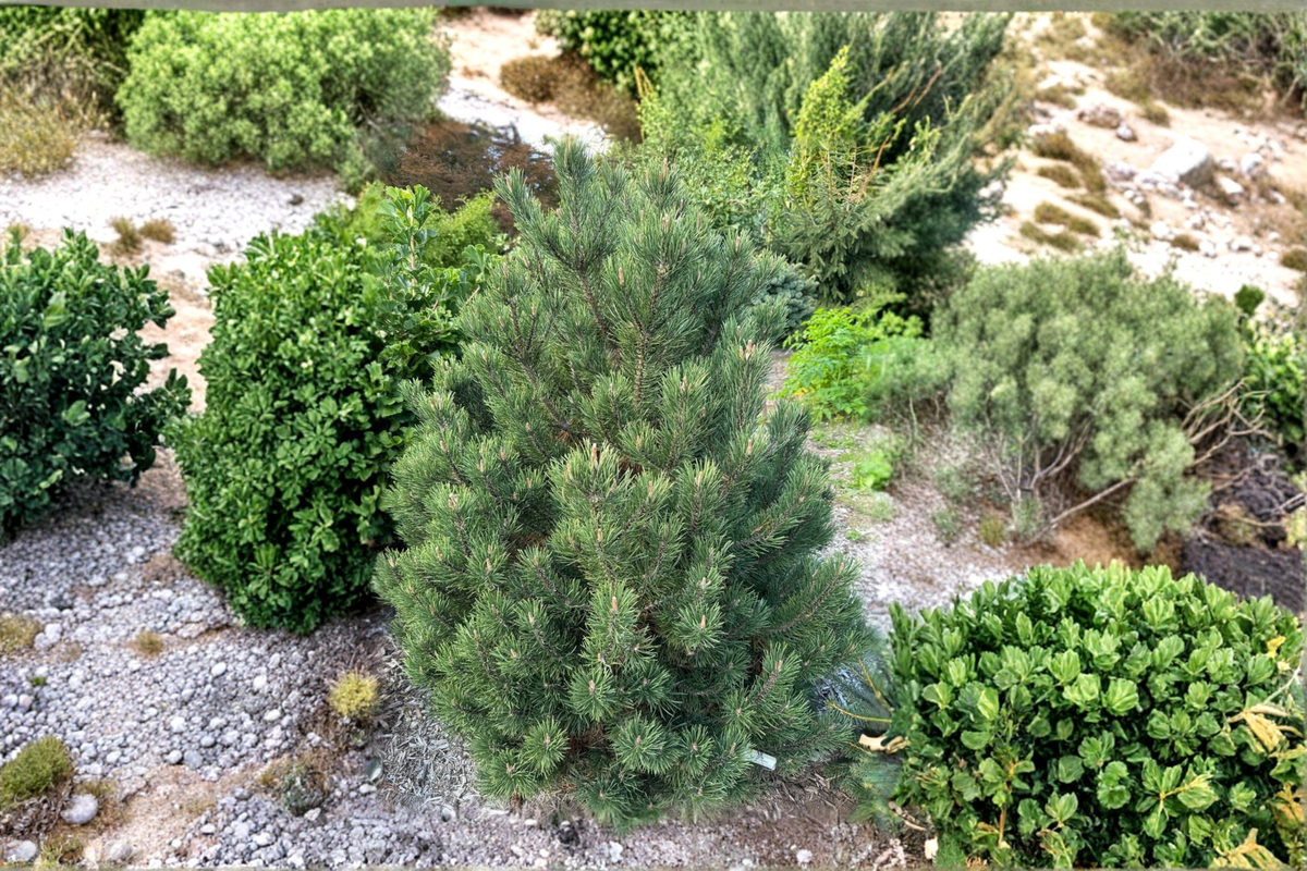 Swiss Mountain Pine 'Silver Candles' Live Plant - 1 Gallon Pot, ~12" Tall, Pinus uncinata
