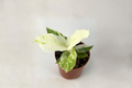 Anthurium Hookeri Variegated - 4" Potted Live Plant