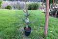 Bruns Serbian Spruce Live Plant Picea omorika ‘Bruns’ - 12 Inch in 1-Gallon Pot