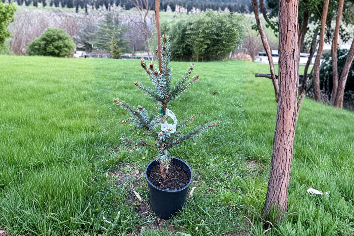 Bruns Serbian Spruce Live Plant Picea omorika ‘Bruns’ - 12 Inch in 1-Gallon Pot