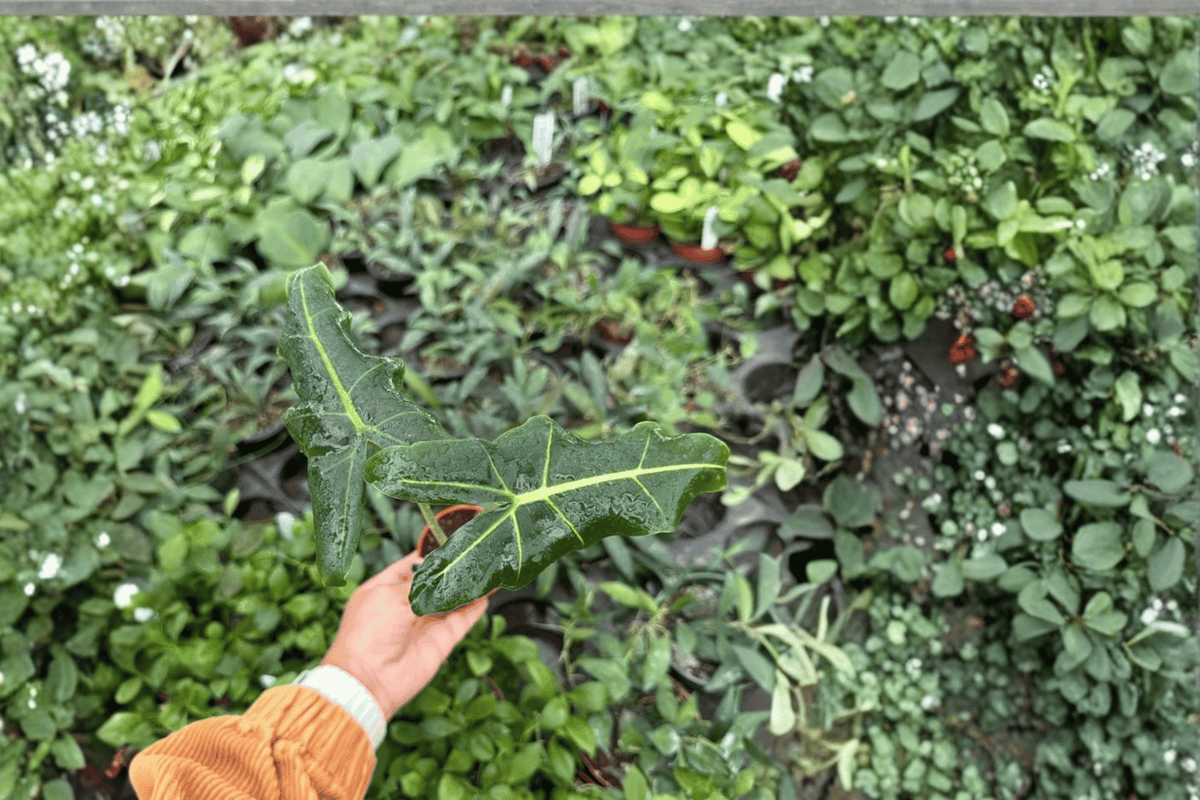 Alocasia Sarian Starter Plants (2) – Bare Root, Fully Established Roots