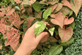 Monstera Legacy Starter Plants – 2 Exact Live Starter Plants